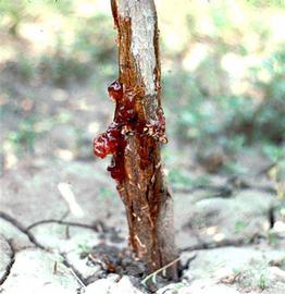            Foot rot gummosis on tree.   