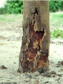            Extensive  Phytophthora  foot rot lesion showing bark death and tissue   callusing on a tree.   