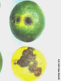            Lesions on orange fruit.   