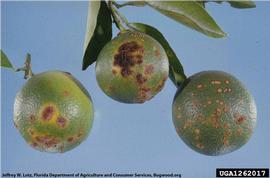            Symptoms on sweet orange fruit.   