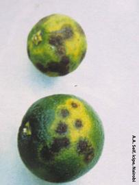            Spots on fruit.   