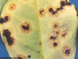            Sporulation lesions of  P. angolensis  on lower surface of a   leaf.   