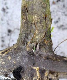            Sweet orange tree more than half girdled by a  Phytophthora  lesion at   the base of the tree.   