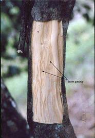            Stem-pitting on grapefruit symptomatic of tristeza    