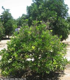            Barnfield Navel Carrizo tree showing severe stunting and tip   dieback.   