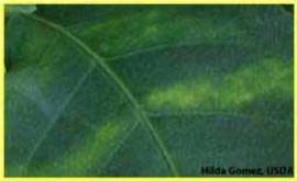            Mottling that crosses the leaf lateral veins.   