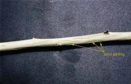            Stem pitting symptomatic of tristeza on Rangpur lime root    