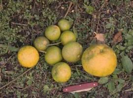            Fruit from a Marsh grapefruit tree on rough lemon rootstock in Colombia affected by stem pitting strains of tristeza. The large fruit on the right is not affected. Courtesy EcoPort (  http://www.ecoport.org ) 