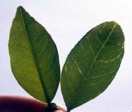            Vein-clearing symptoms a Mexican lime seedling leaf (right) as viewed from the back of the leaf into direct sunlight. The control leaf is on the left. Courtesy EcoPort (  http://www.ecoport.org ) 