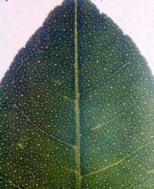            A mild reaction of vein clearing on a leaf.  Courtesy EcoPort ( http://www.ecoport.org ), Roistacher,   C.N.   