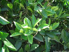            Leaves affected by CSD.   