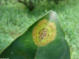            Symptoms on leaf (top).   