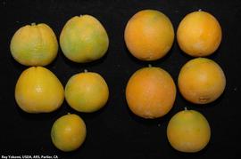            T1 Navel fruit: right group uninfected; left group infected with   CSD.   