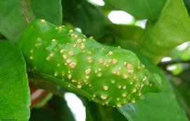            Early stage of common citrus scab on sour orange leaf.   
