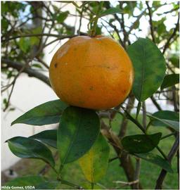            Leaf symptom - classic mottling on  Citrus reticulata    (tangerine).   