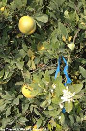            T1 Navel tree showing mature fruit and off season   flowering.   