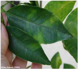            Leaf symptom - classic mottling on  Citrus reticulata  (tangerine),   (top surface).   
