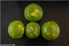            Symptoms on green fruit.   