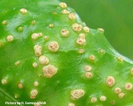            Early stage of common citrus scab on sour orange leaf.   