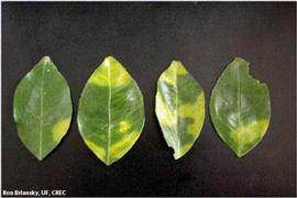            Leaf symptoms.   
