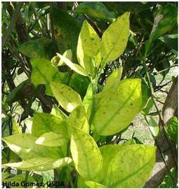            Leaf symptom - green islands on Citrus sinensis (sweet   orange).   