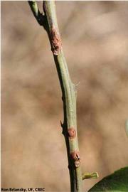            Symptoms on green stem.   