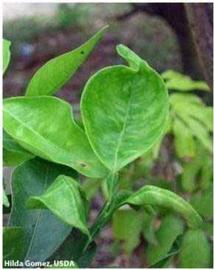            Notching on leaf resulting from the Asian citrus psyllid feeding   damage.   