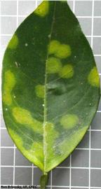            Symptoms on mature leaf.   
