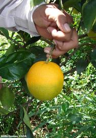            Sweet orange fruit showing the color inversion symptom.   
