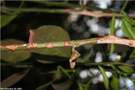            Lesions on stem and death of the distal part of the stem.   