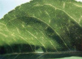         Chlorotic leaf flecking symptoms of tristeza.  