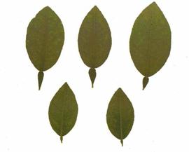            Leaf symptoms - Vein-clearing in key lime leaves.   