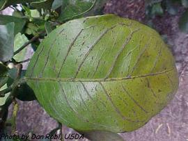            Raised veins and discoloration on leaf caused by boron   deficiency.   