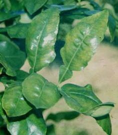  Leaf symptoms on Red Blush grapefruit leaves. Courtesy EcoPort  http://www.ecoport.org , Kersting U.
