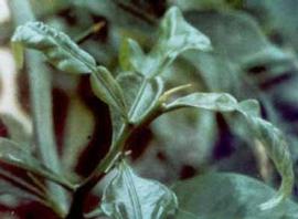            Leaf symptoms - typical bent tip symptoms of CCDV on leaves of sour orange   seedling.  Courtesy EcoPort ( http://www.ecoport.org ), Kersting   U.   