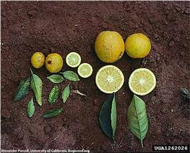            Fruit and leaf symptoms - CVC affected fruit and leaves on left.    Unaffected fruit and leaves on right.   