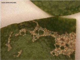            Lesions on fruit of  Citrus paradisi .   