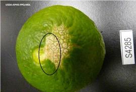            Lesions on fruit of  Citrus reticulata .   