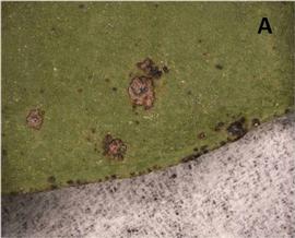           Lesions on leaf of  Citrus sinensis .   