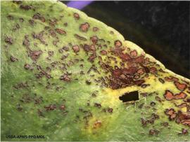           Lesions on leaf.   