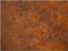            Close-up of lesions on tangelo.   