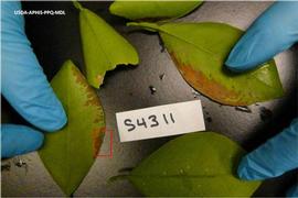            Leaf lesions on  Fortunella  leaves.   