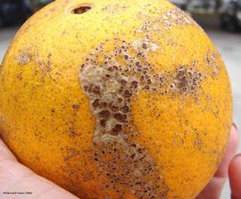            Melanose   on a sweet orange fruit.   