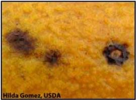            Symptom on green fruit that can become hard spots later in the   season.   