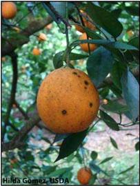            Citrus Black Spot symptoms are frequently numerous and irregularly   distributed on the fruit peel.   