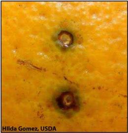            Early stage of hard spot symptoms on fruit.  Note green tissue   surrounding the lesions.   