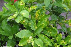            Leaf lesions on Red grapefruit cultivar.   