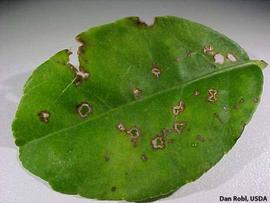            Lime anthracnose on key lime leaf (top surface).   