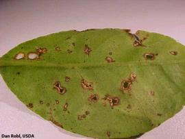            Lime anthracnose on key lime leaf, (bottom surface).   