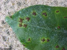            Star melanose on grapefruit leaf.   